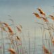 tall grasses under gray sky during daytime