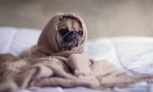 pug covered with blanket on bedspread