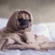 pug covered with blanket on bedspread